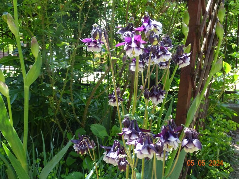  - Aquilegia 2024