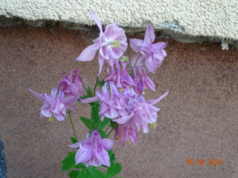  - Aquilegia 2024