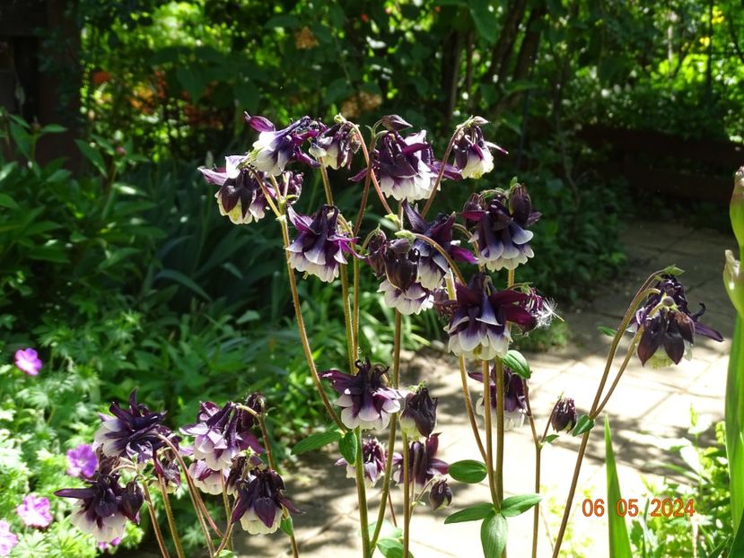  - Aquilegia 2024