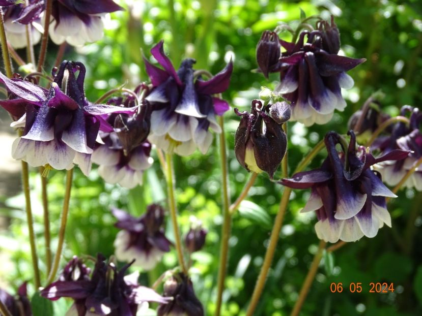  - Aquilegia 2024