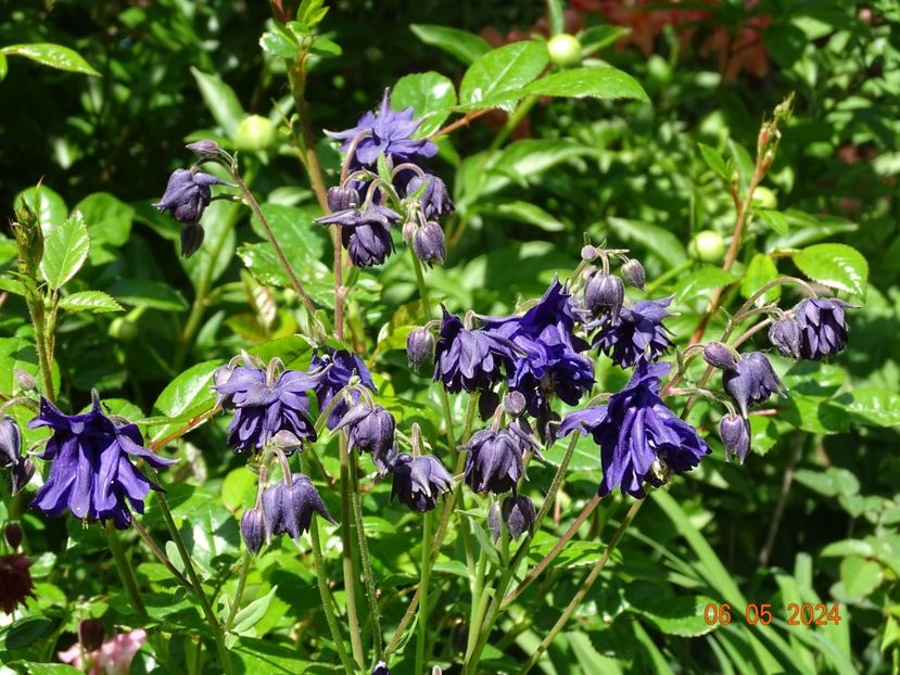  - Aquilegia 2024