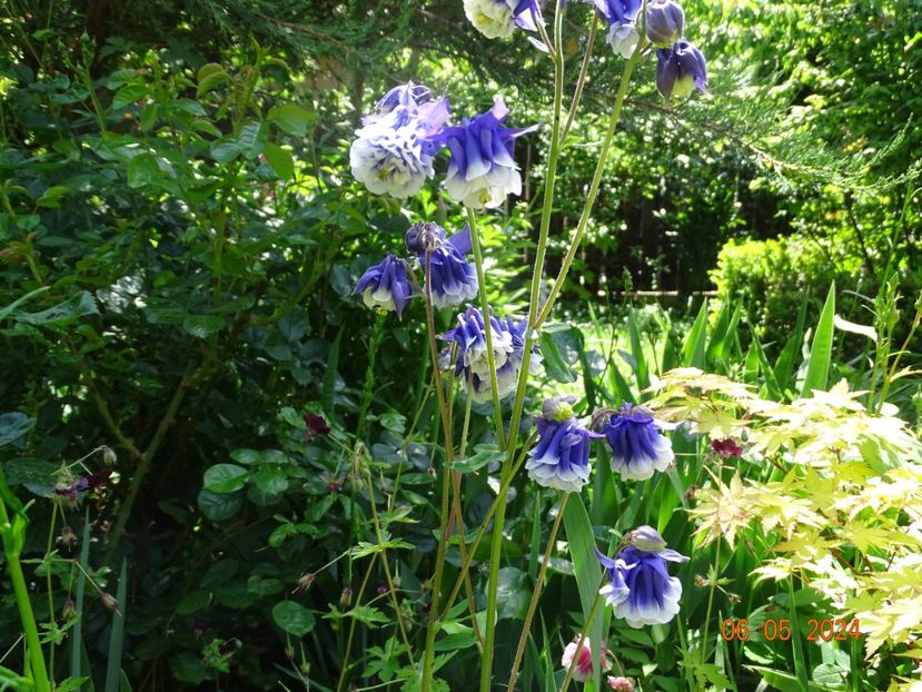  - Aquilegia 2024