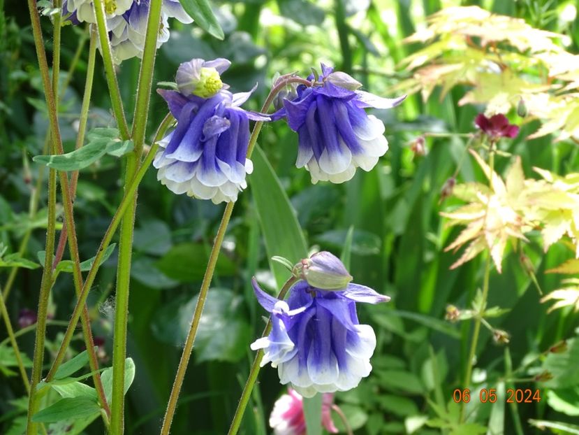  - Aquilegia 2024