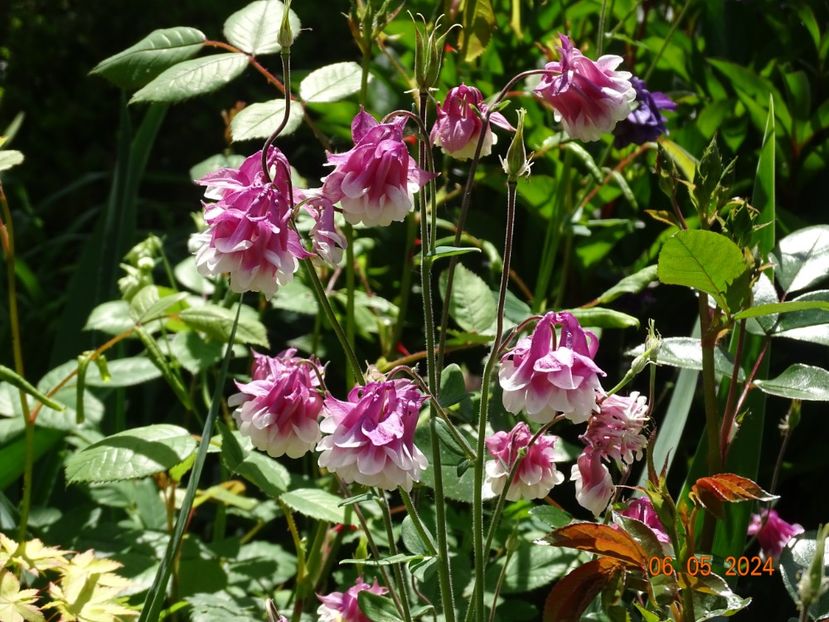  - Aquilegia 2024