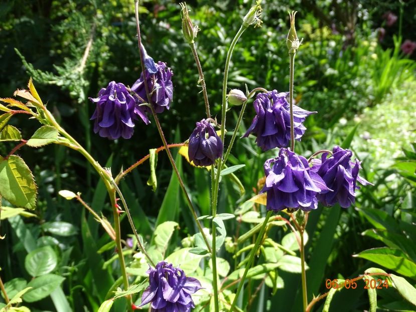  - Aquilegia 2024