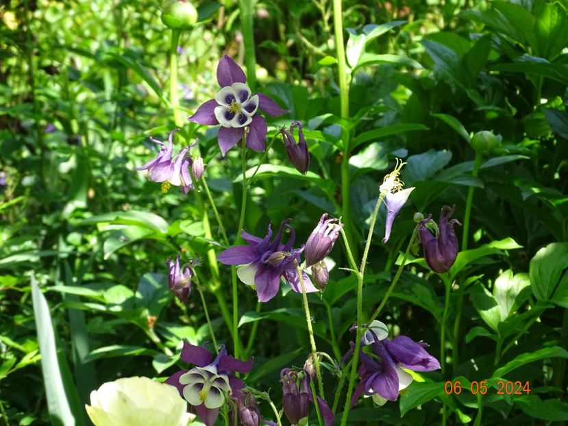 - Aquilegia 2024
