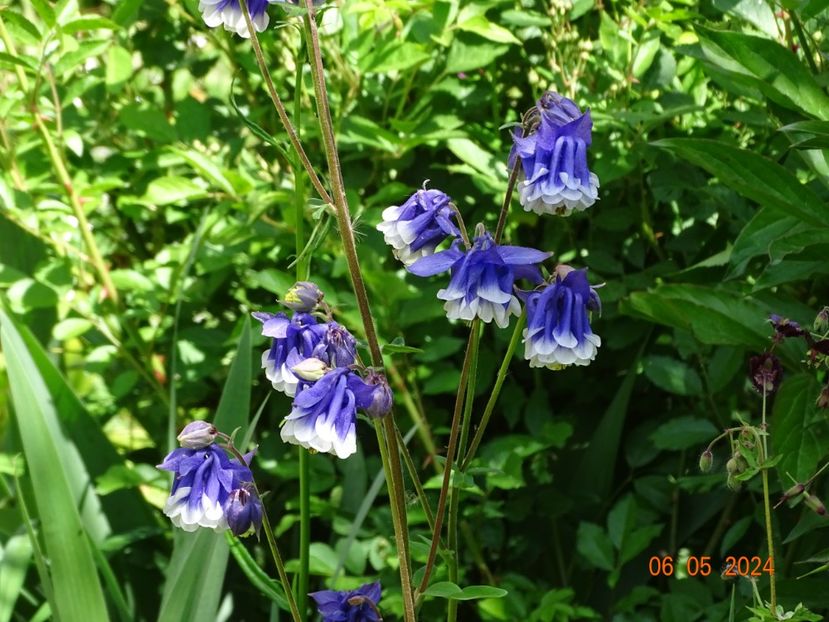  - Aquilegia 2024