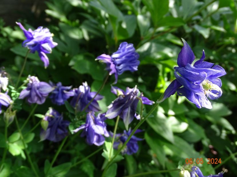  - Aquilegia 2024