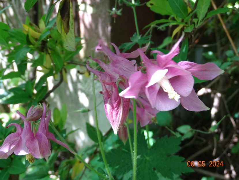  - Aquilegia 2024