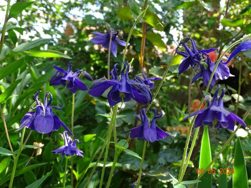  - Aquilegia 2024