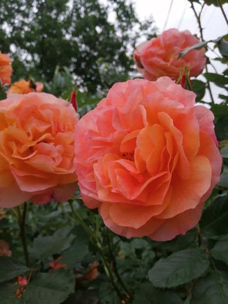  - Westerland parfumat urcator