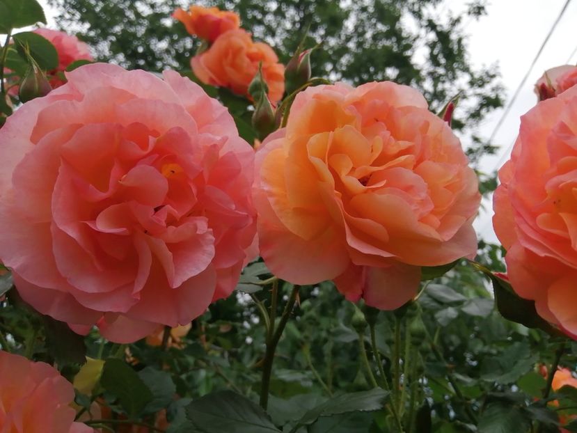  - Westerland parfumat urcator