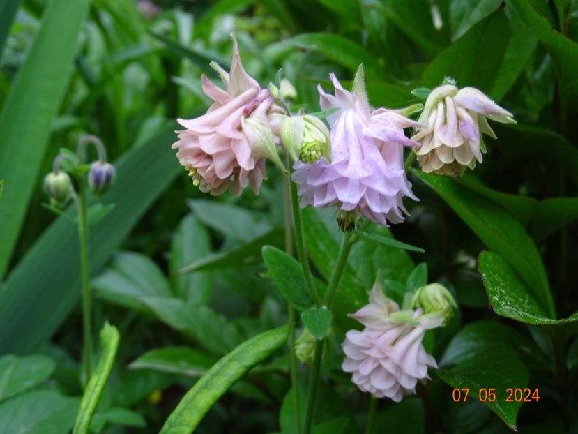  - Aquilegia 2024