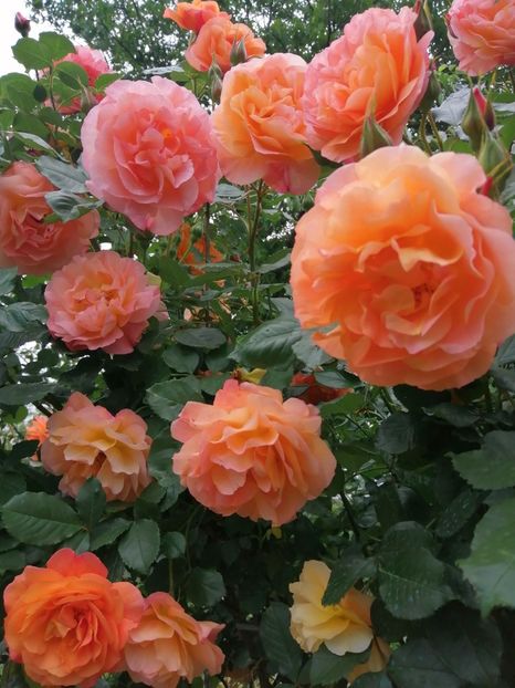  - Westerland parfumat urcator