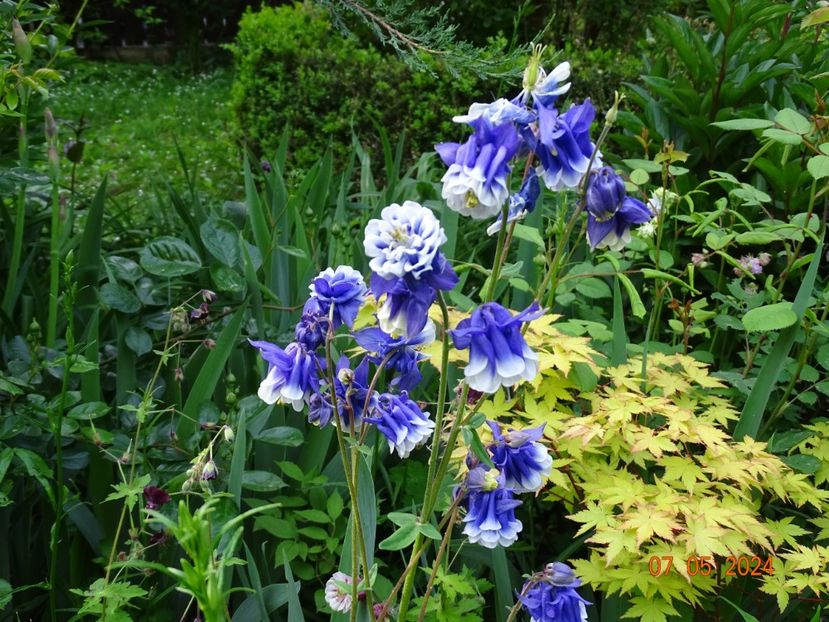  - Aquilegia 2024