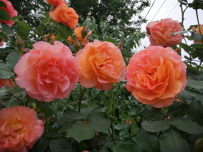  - Westerland parfumat urcator