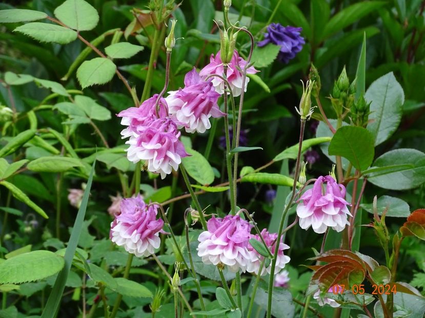  - Aquilegia 2024