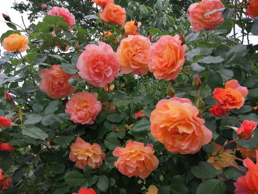  - Westerland parfumat urcator