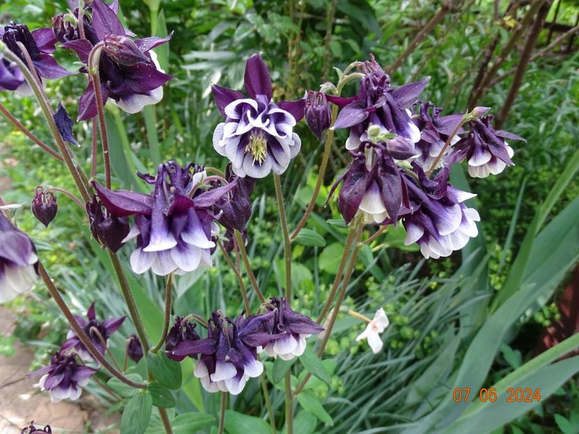  - Aquilegia 2024