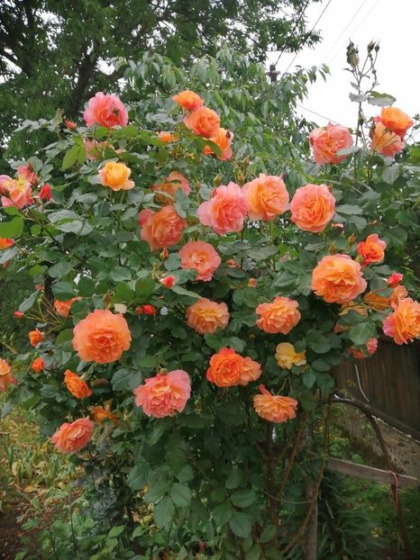  - Westerland parfumat urcator