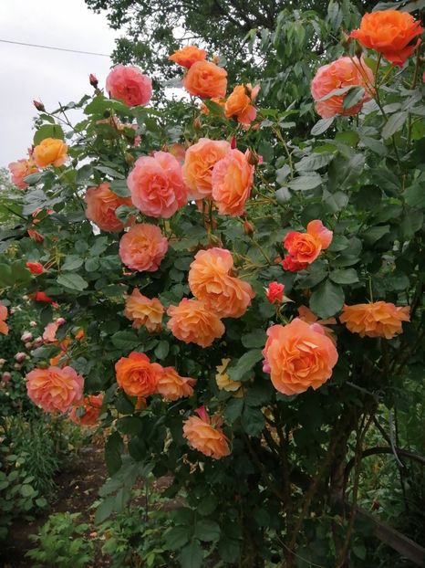  - Westerland parfumat urcator