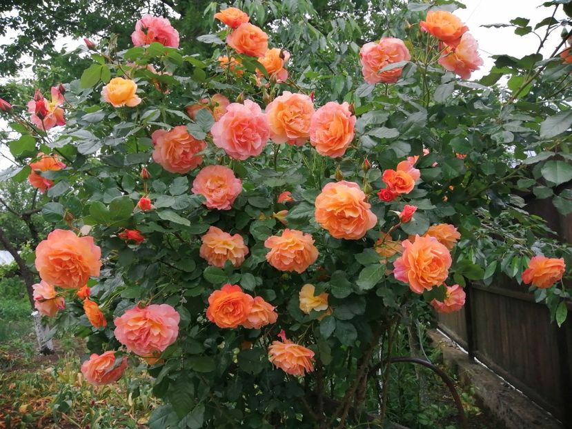  - Westerland parfumat urcator