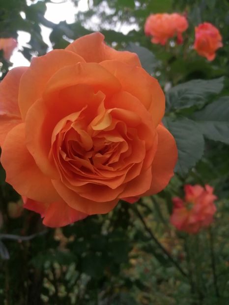  - Westerland parfumat urcator