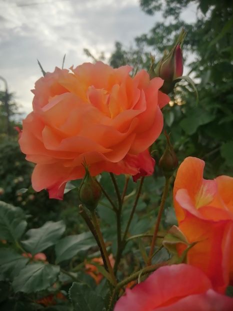  - Westerland parfumat urcator