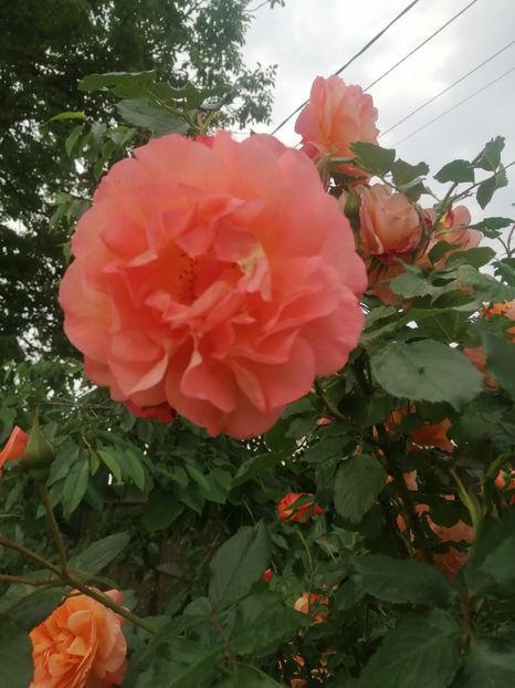  - Westerland parfumat urcator