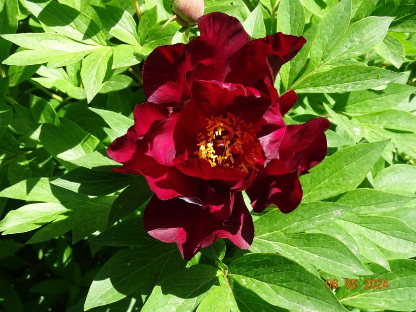 Scarlet Heaven - Bujori 2024