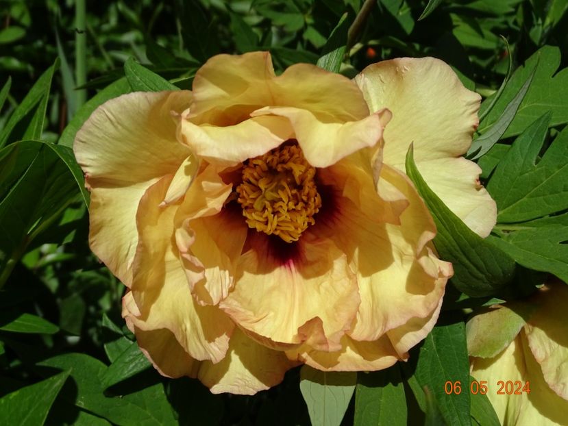 Marchioness - Bujori 2024