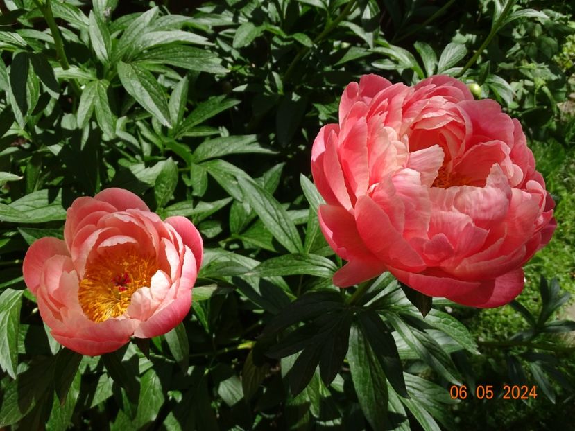 Coral Charm - Bujori 2024