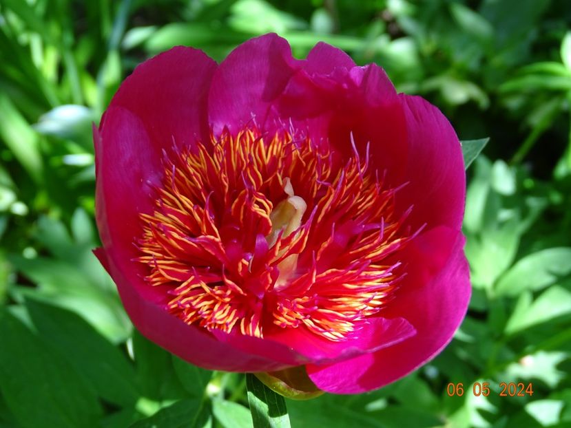 paeonia anemoniflora - Bujori 2024