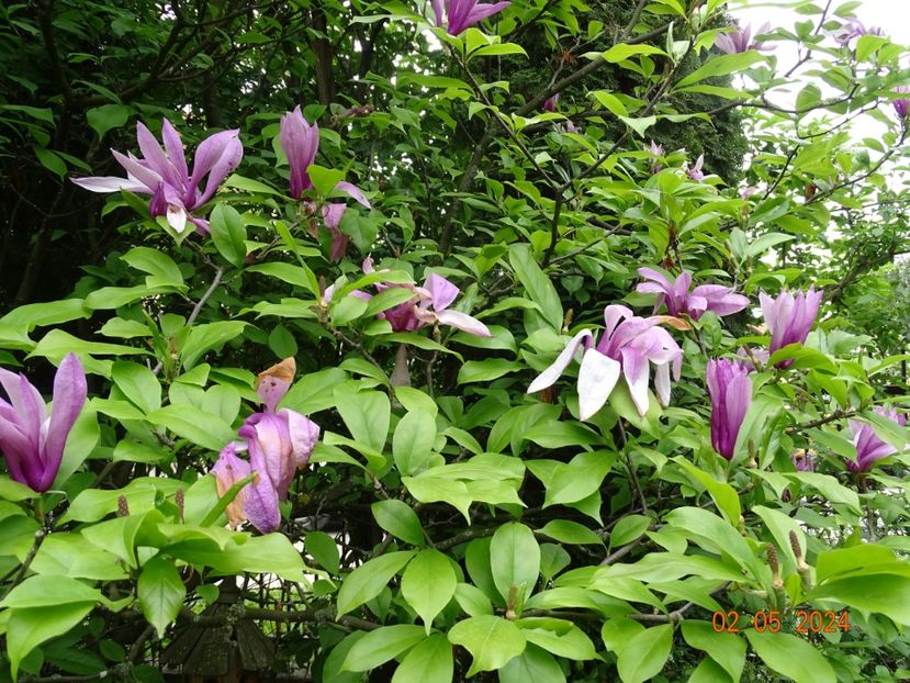  - Copacei si arbusti 2024