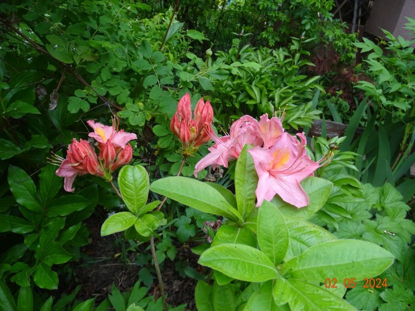  - Copacei si arbusti 2024