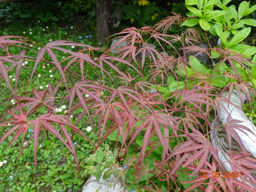  - Copacei si arbusti 2024