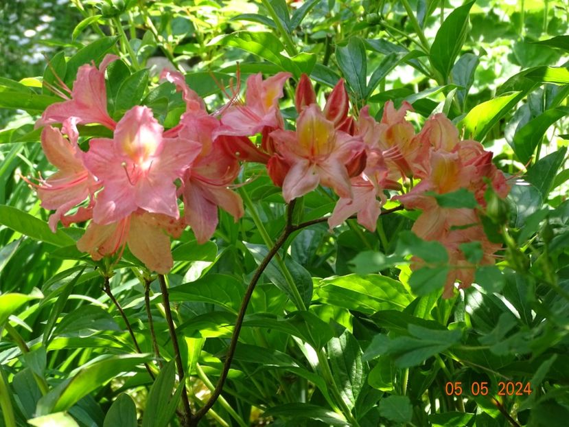  - Copacei si arbusti 2024