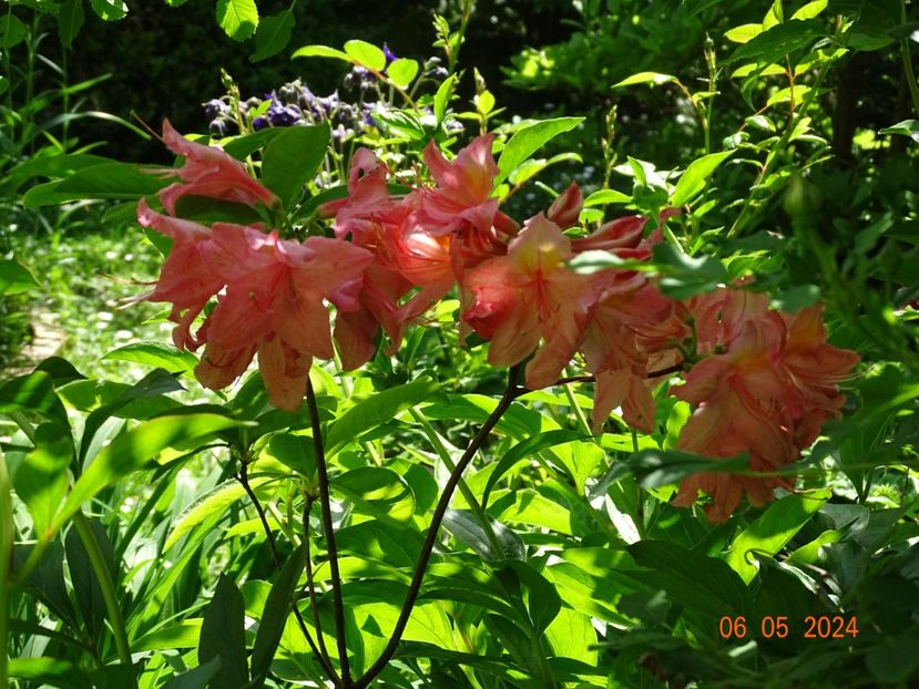  - Copacei si arbusti 2024