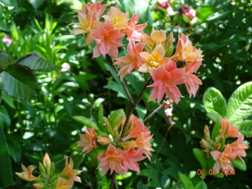  - Copacei si arbusti 2024