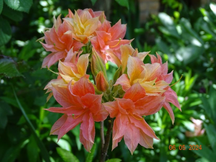  - Copacei si arbusti 2024