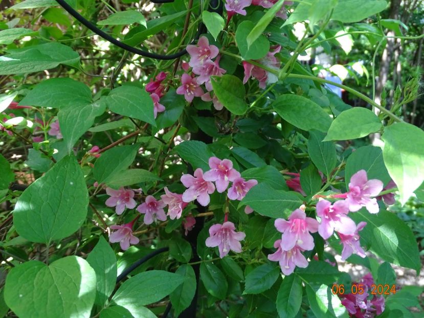  - Copacei si arbusti 2024