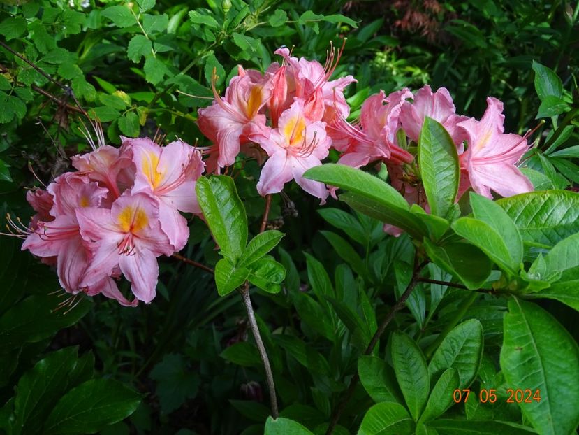  - Copacei si arbusti 2024