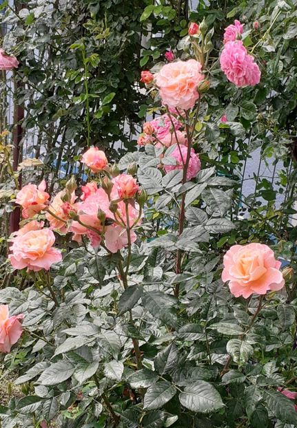  - Augusta Luise 2021