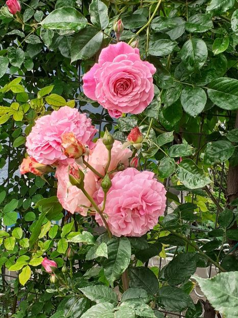  - Heillige Elisabeth 2024 _ 2025