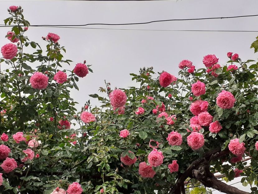  - Heillige Elisabeth 2024 _ 2025