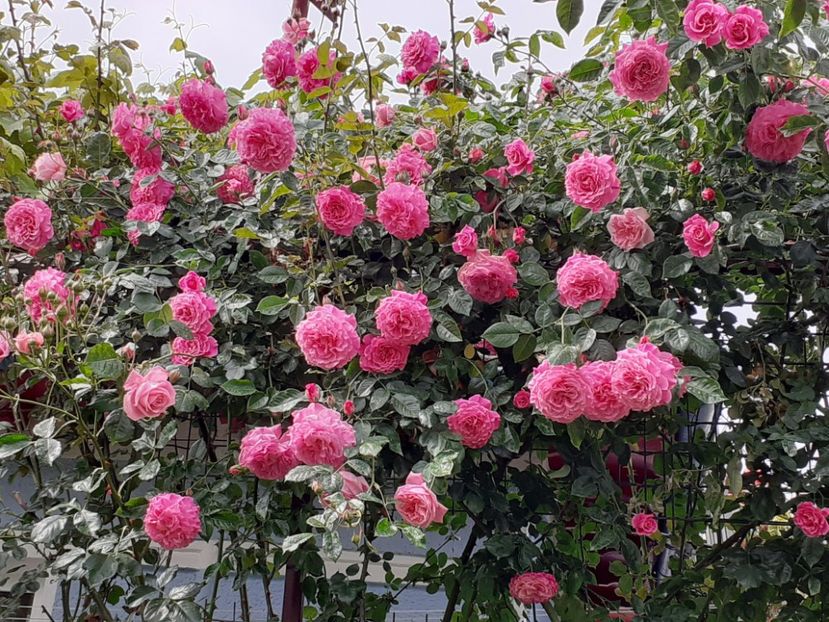  - Heillige Elisabeth 2024 _ 2025