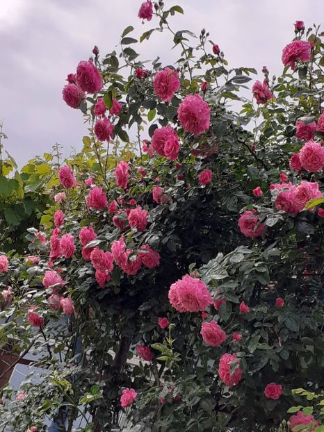  - Heillige Elisabeth 2024 _ 2025