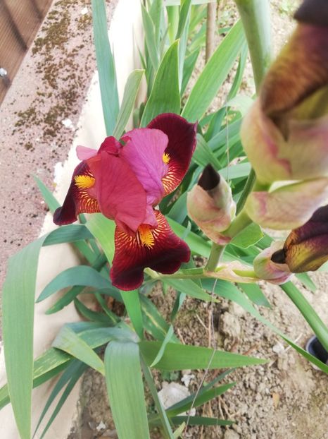 Mulțumesc - Flori 2024