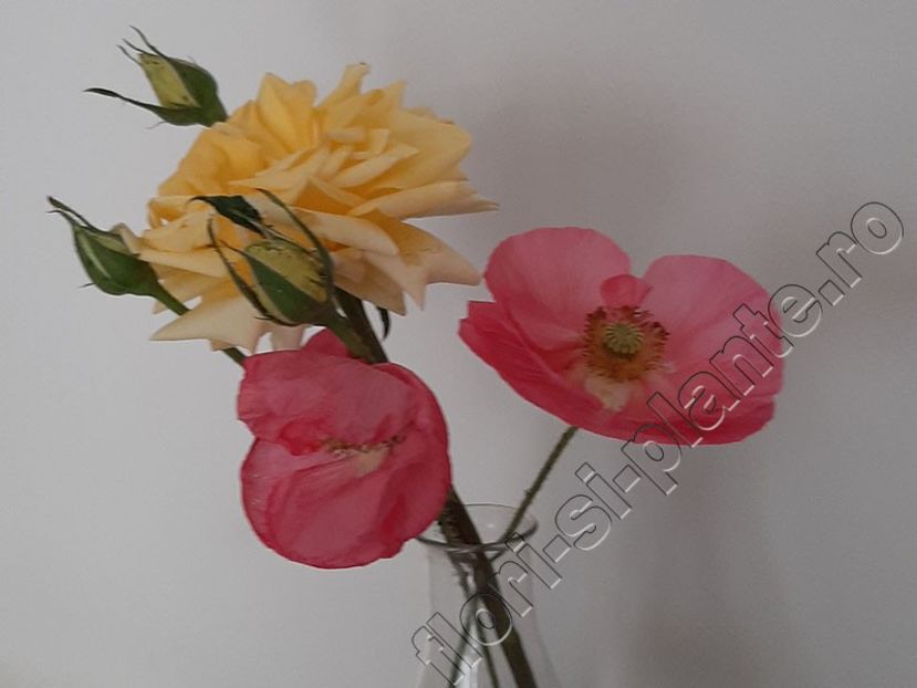 Buchet flori 2 - Diverse