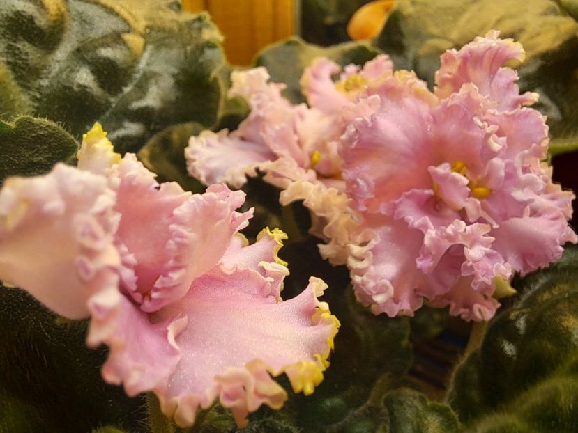  - Violeta LE Usi Pusi